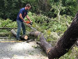 Leaf Removal in Arlington, VA