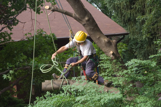 How Our Tree Care Process Works  in  Arlington, VA